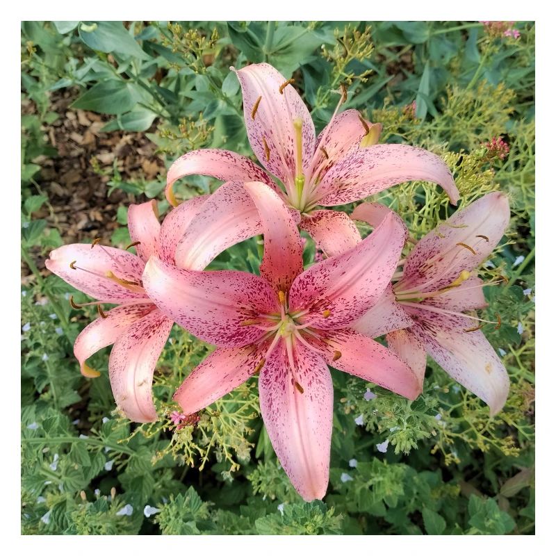 Fleurs de lys roses