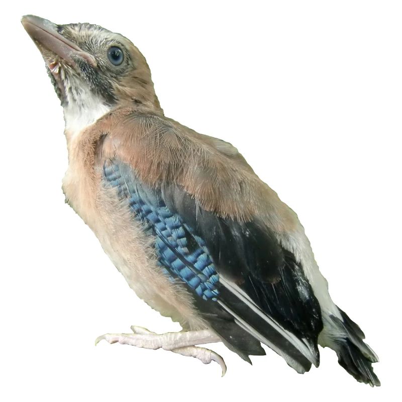 Eichelhäher Jungvogel