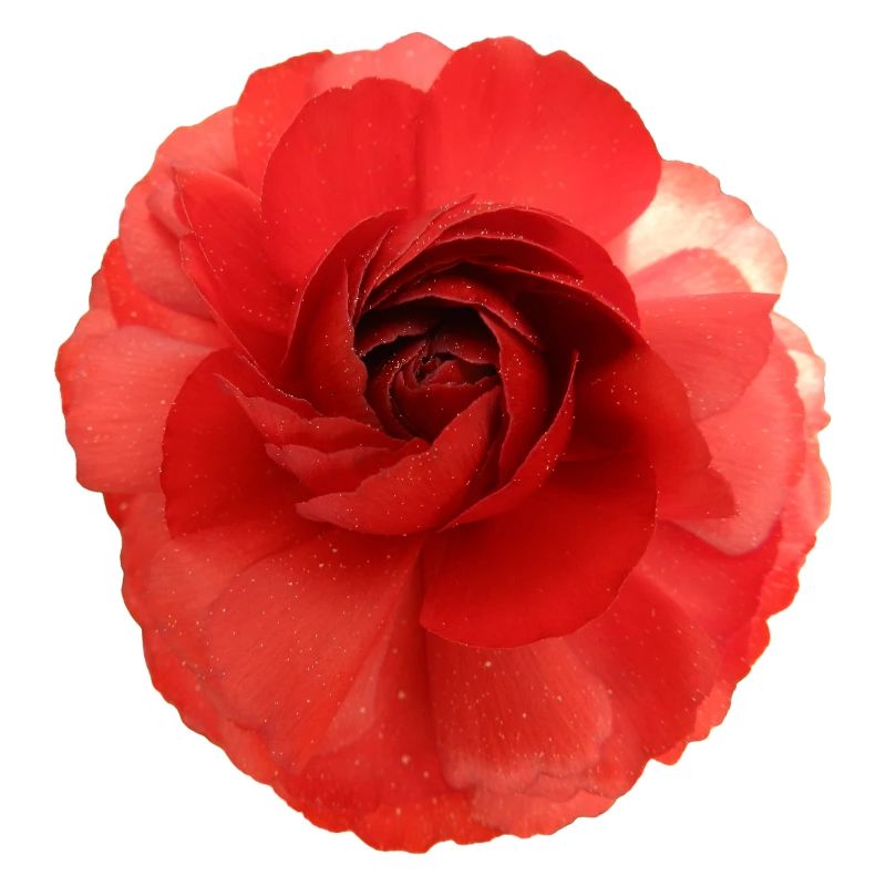 Red Flower Magic Camellia