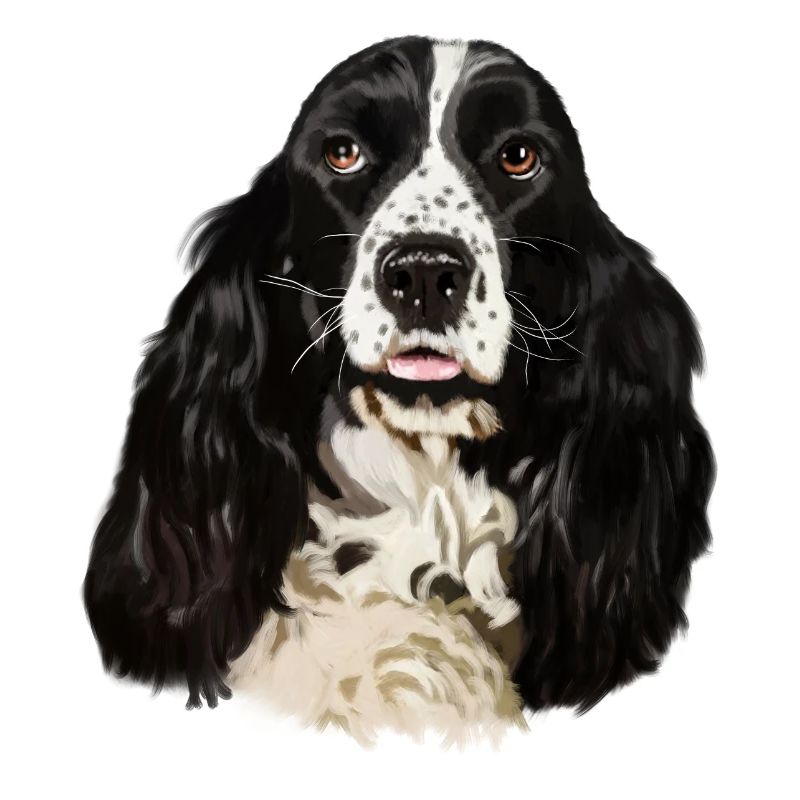 cocker spaniel
