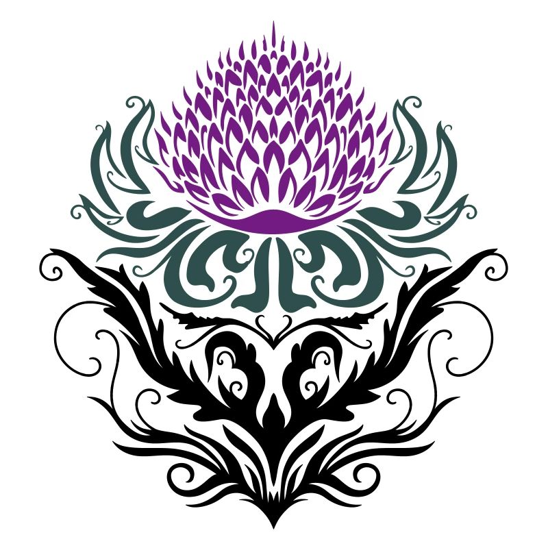 Chardon pourpre Chardon