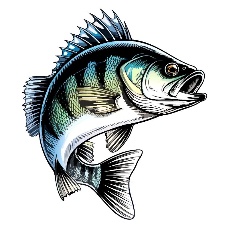 Jumping Perch Dynamic Fish Illustration