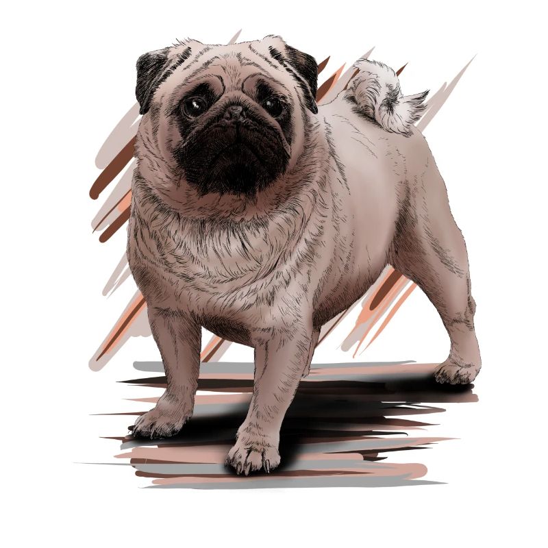Pug