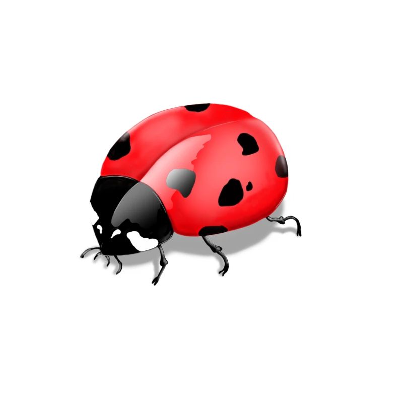 Imprimé insecte