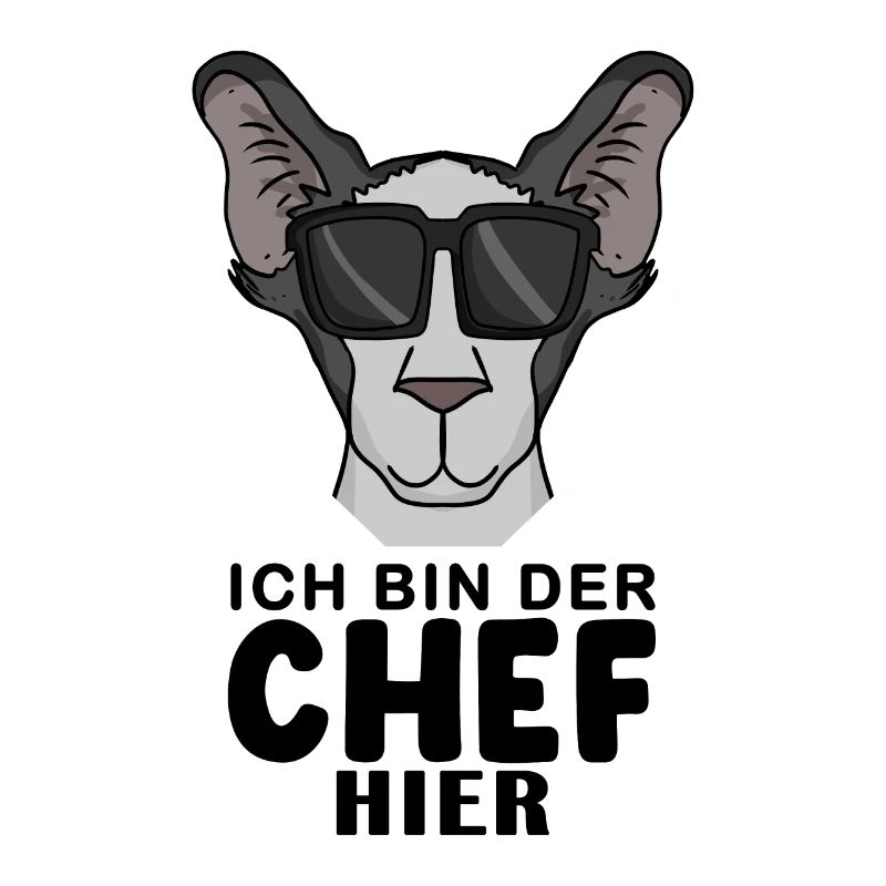 coole Katze - Orientalisch Kurzhaar Katze - Chef