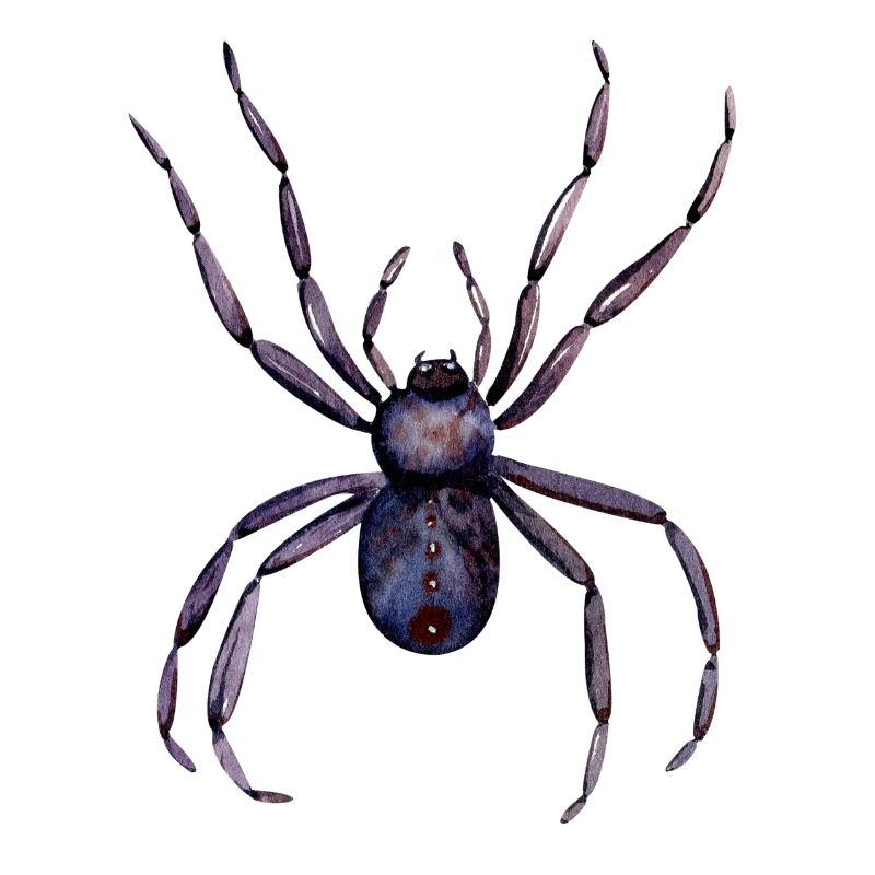 Spider Black Widow Insects Halloween