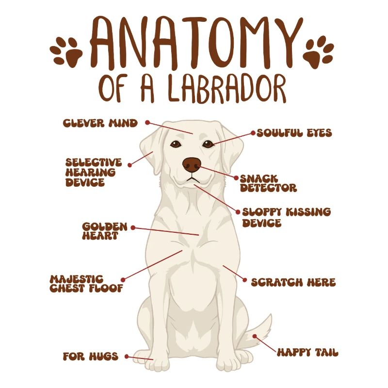 Anatomie d’un labrador blanc