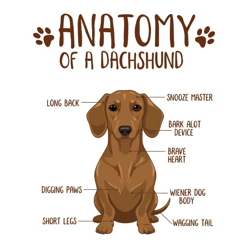 Anatomie d’un teckel