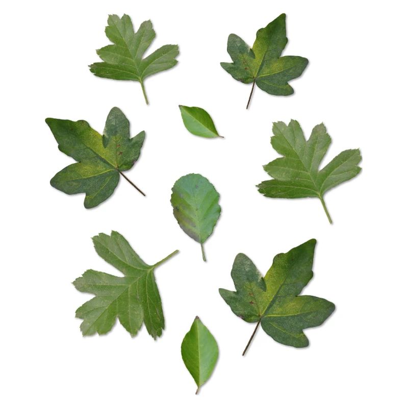 Green Leaves Autumn Nature Leaf Pattern