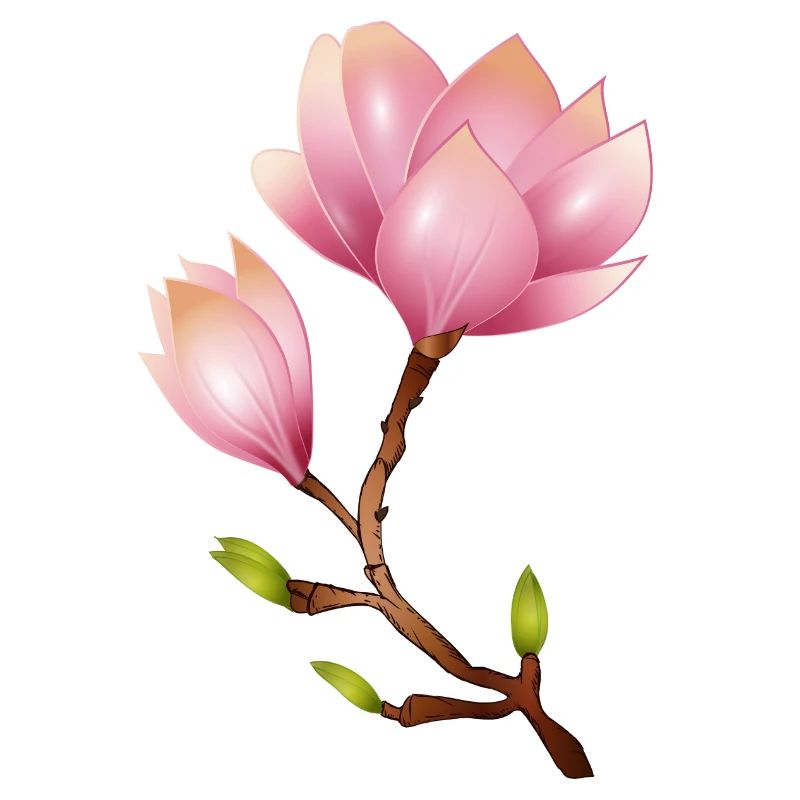 Branche de magnolia à fleurs roses