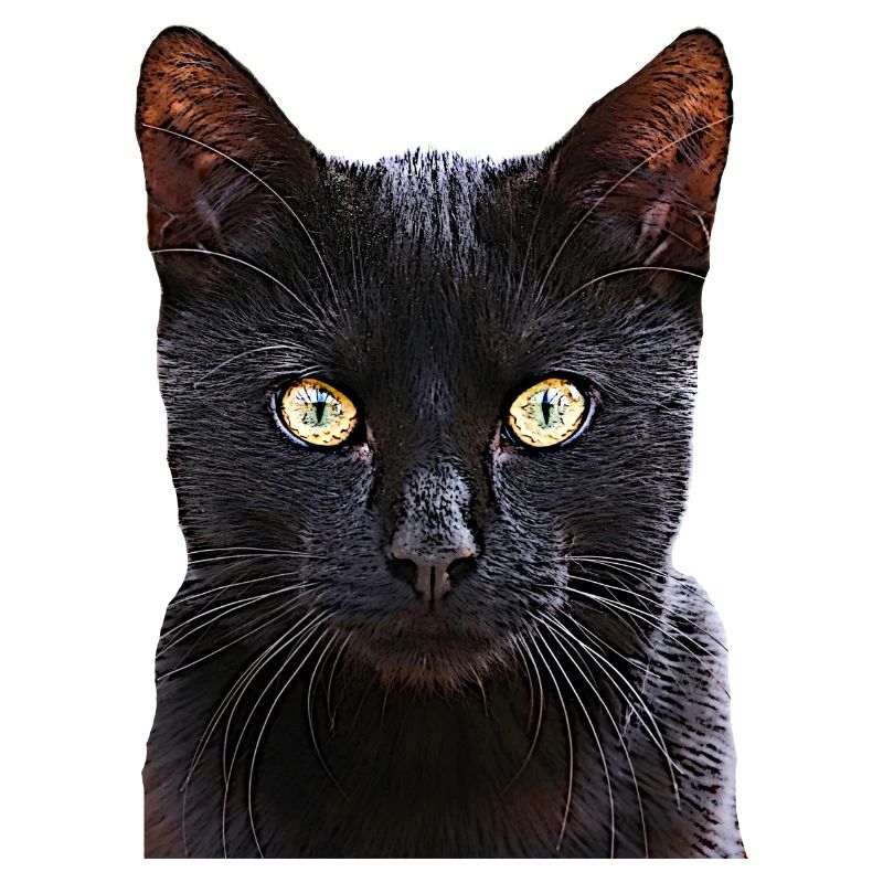Chat chat cat cats
