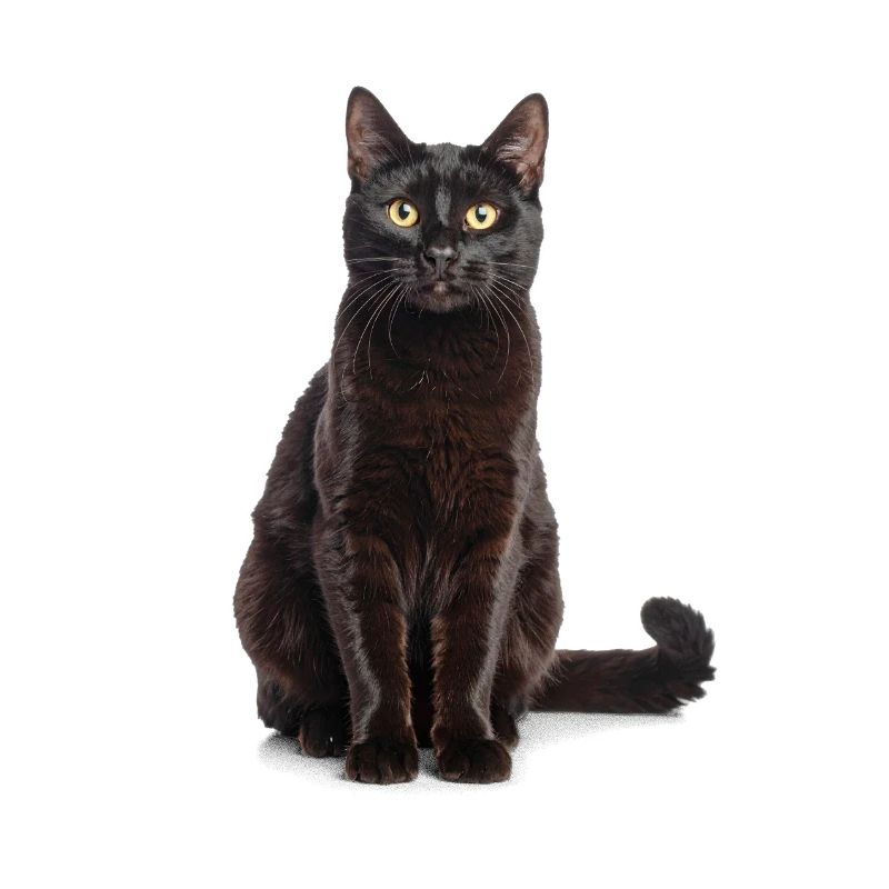 Black Elegant Cat – Stylish, Mysterious