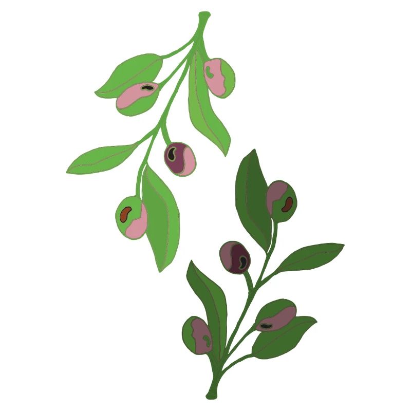branches d’olivier, vert rose
