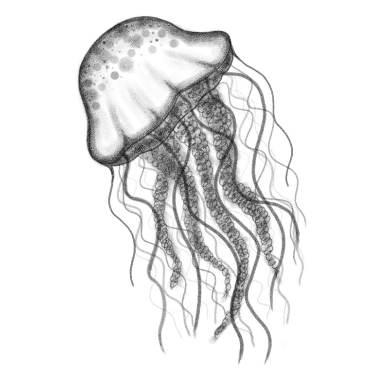 Qualle Jellyfish