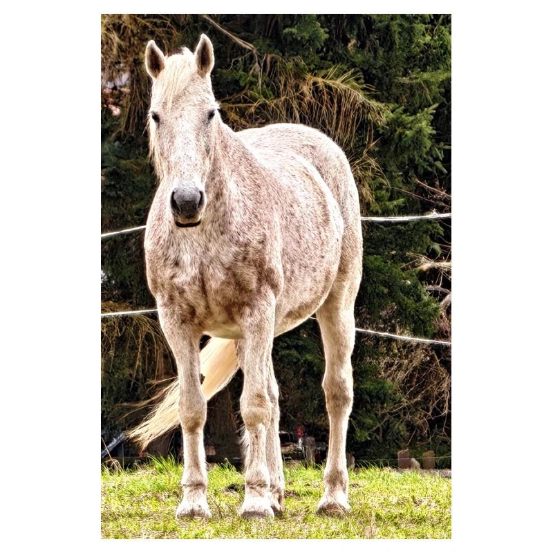Affiche de portrait de cheval Apple