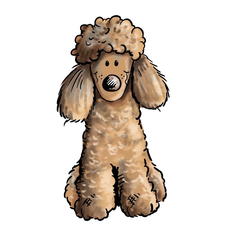 Mignon Caniche - Chien - Chiens