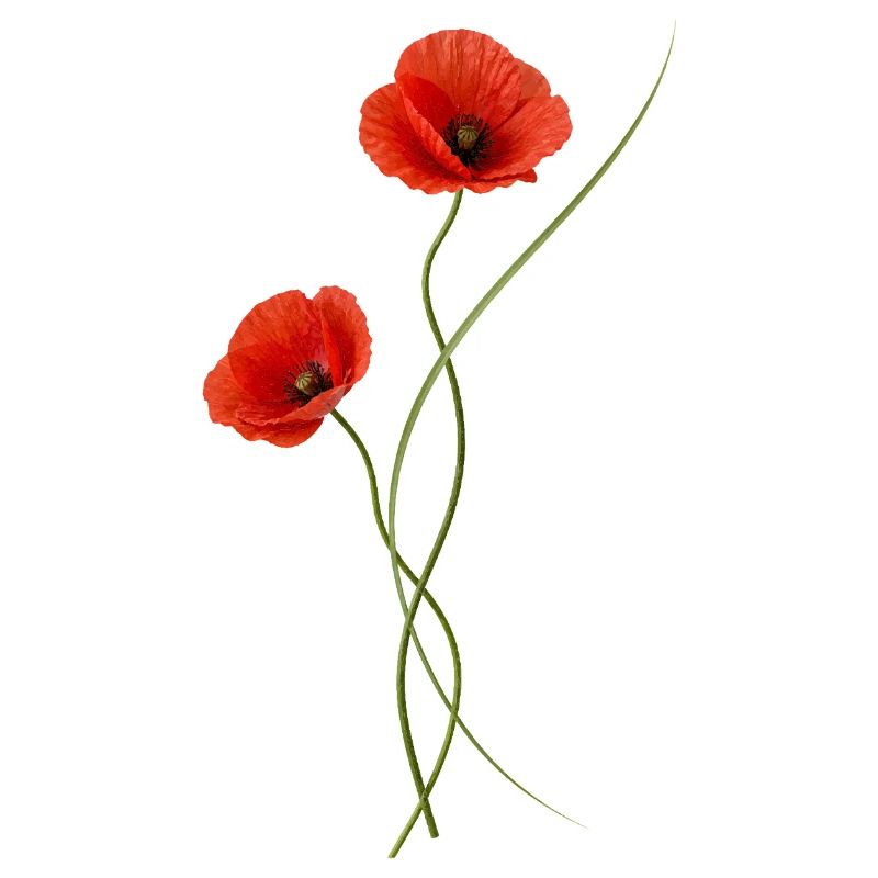 Coquelicots rouges élégants dans le style ikebana