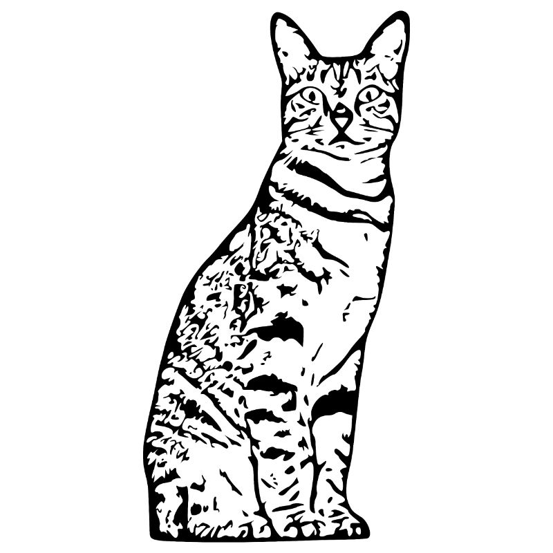 Chat, Chaton, Chat Tigre