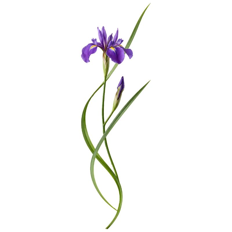 Iris dans le style zen japonais