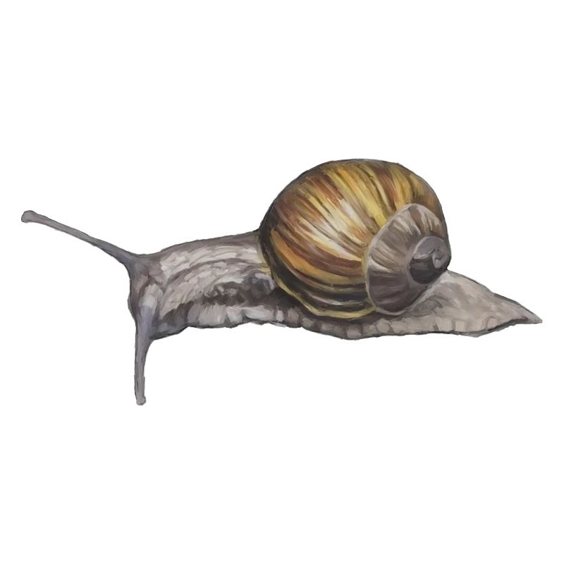 Escargots Illustration à l’aquarelle