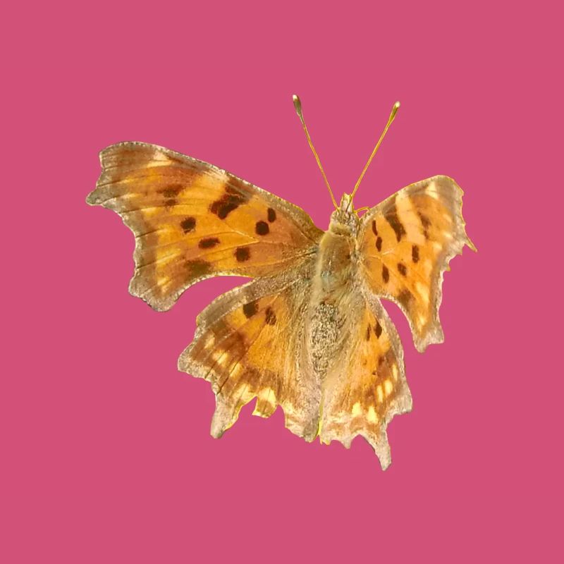 Papillon C-Moth