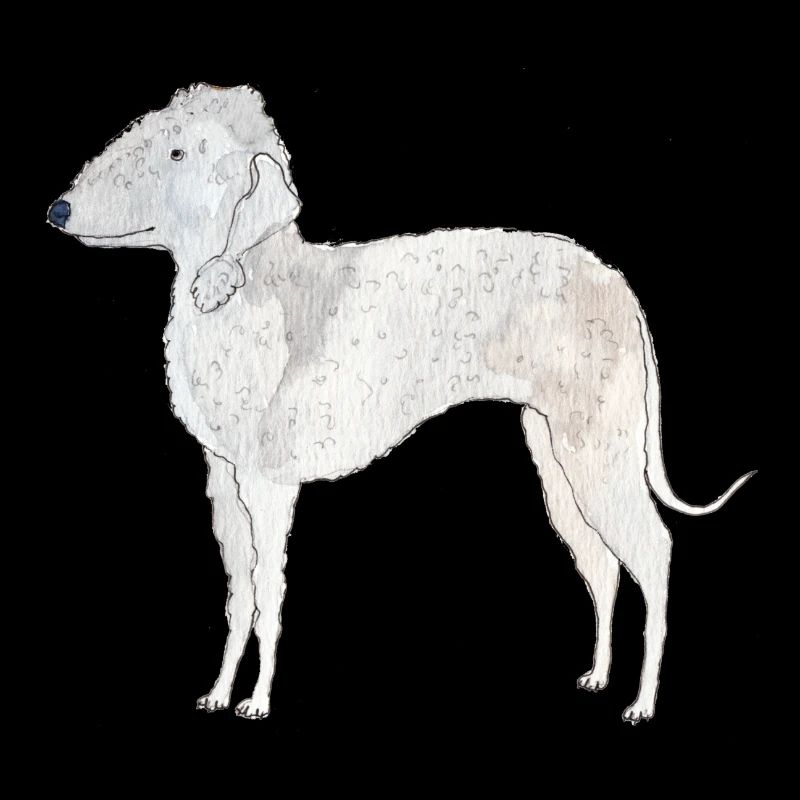 Bedlington Terrier