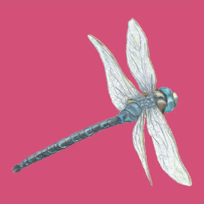 Illustration de libellule sarcelle