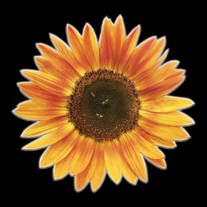 Sonnenblume mit Bieren