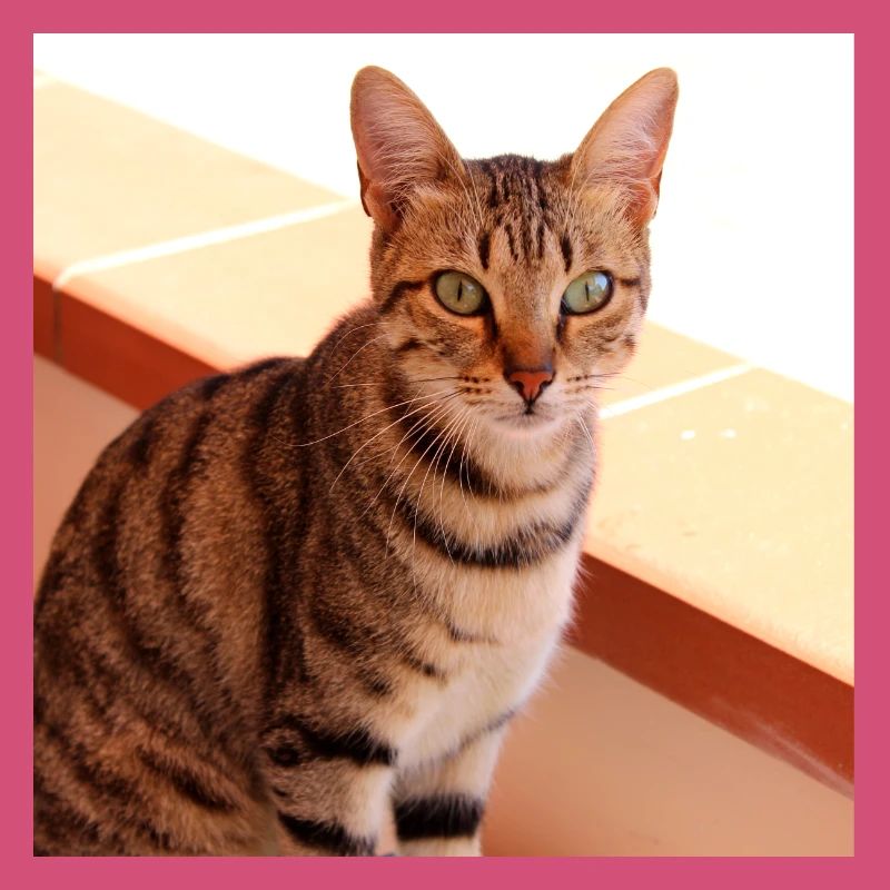 Chat chaton affiche chat carré affiche