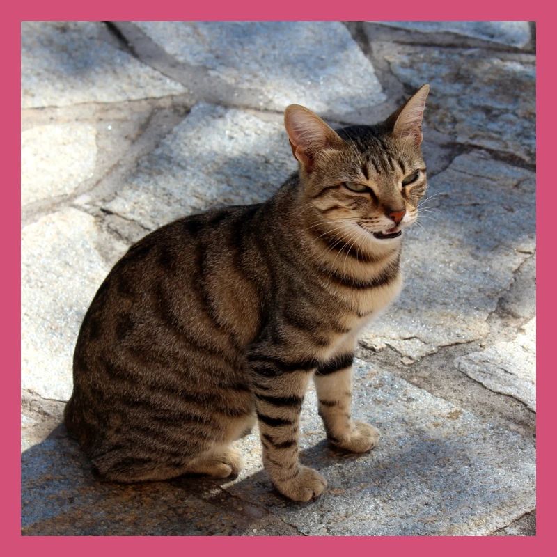Chat chaton affiche chat carré affiche