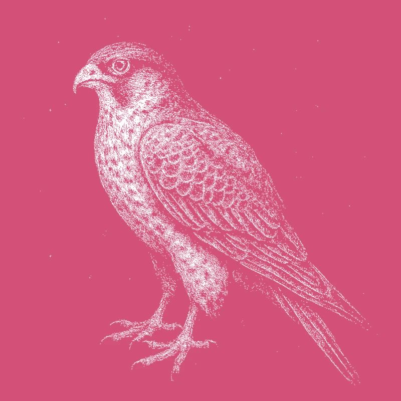 A Falcon