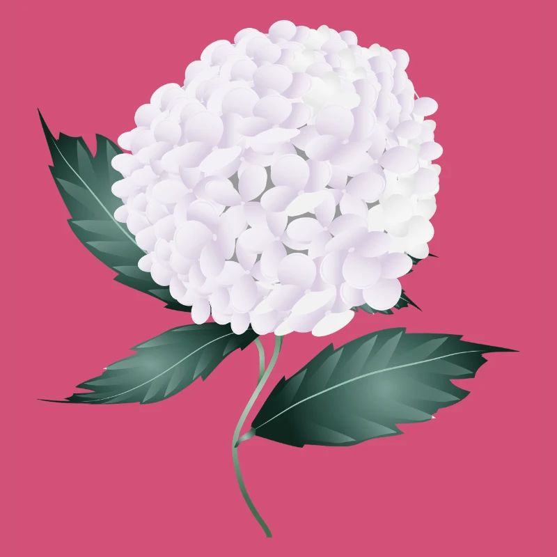 White hydrangea blossom – elegance and lightness
