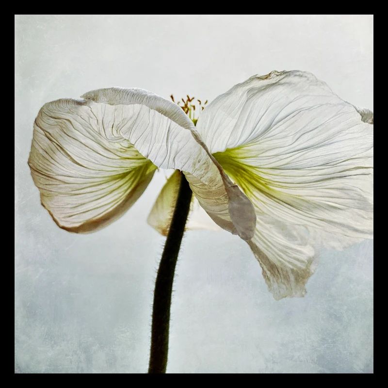 Fleur de pavot blanc