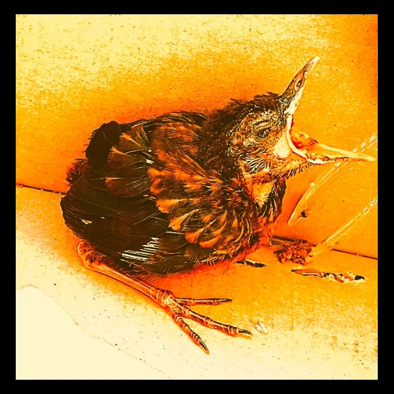 Hungry Blackbird