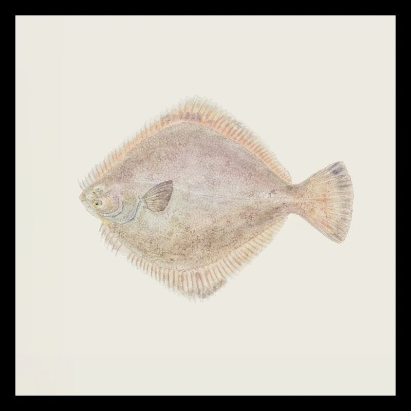 Flounder Fish Watercolor – Maritime Illustration