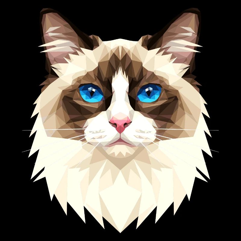 Ragdoll Chat Ragdoll Chat Mignons Chats Ragdoll