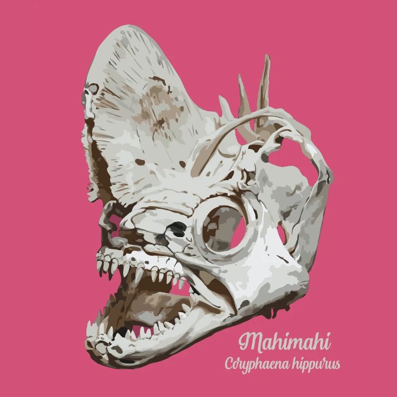 Fossil dolphinfish Mahimahi skull