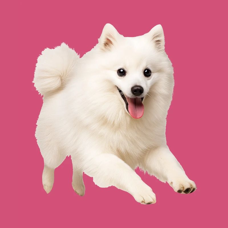 Spitz japonais