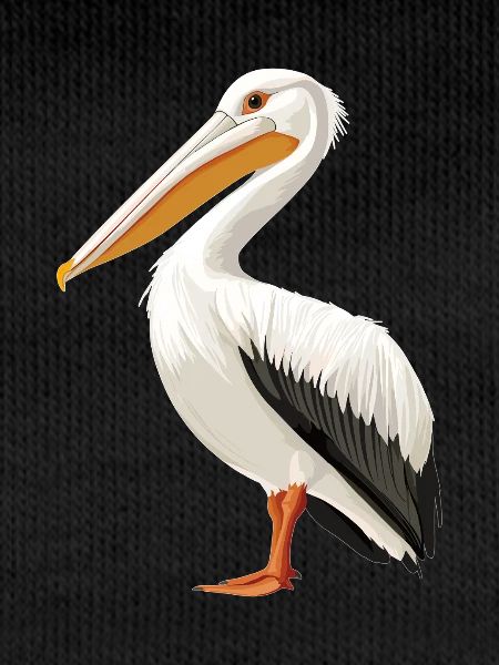 Pélicans Pélican
