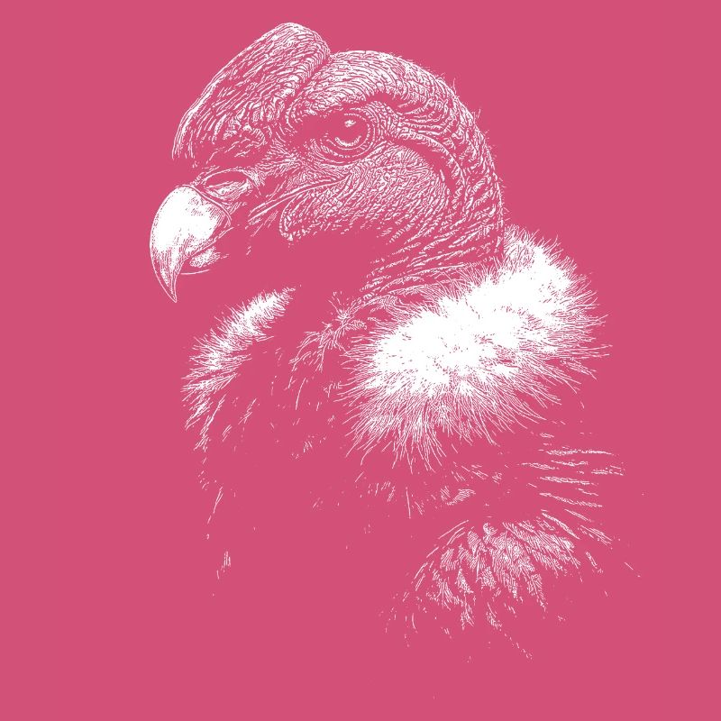 condor