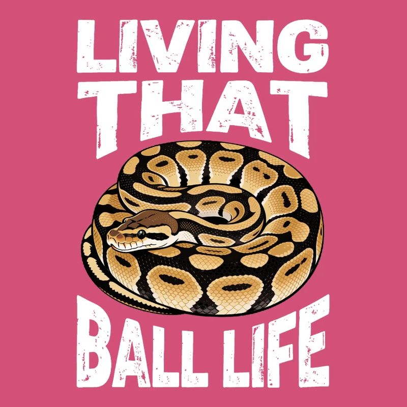 Königspython Schlangen Liebhaber Terrarium Python