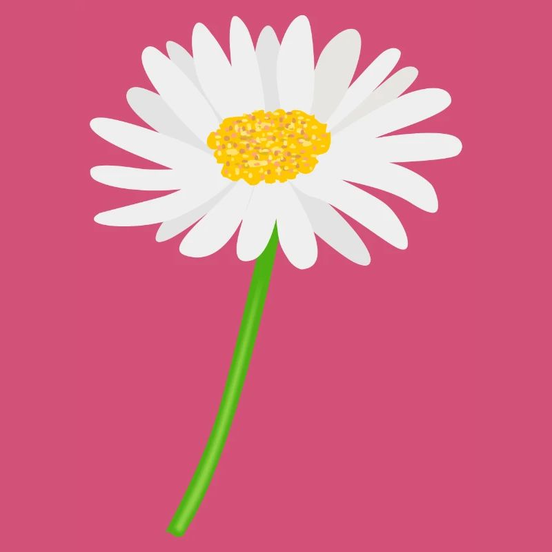Blume Gänseblümchen mit Stiel