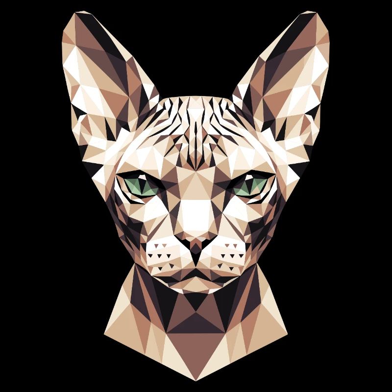 Sphynx Chat Sphynx Chat Chat Canadien Sphinx mignon