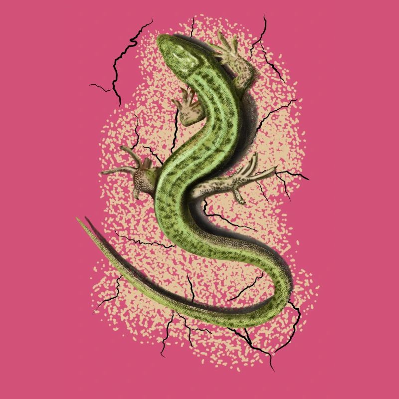 Lizard