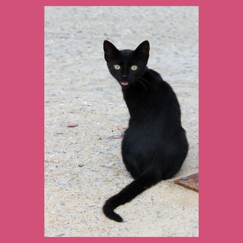 Chat noir