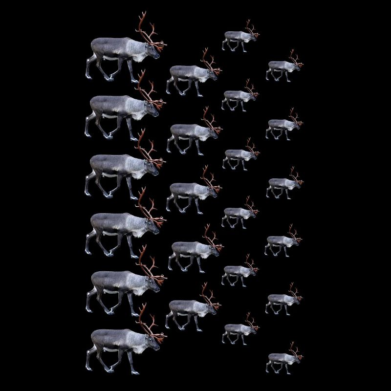 Reindeer