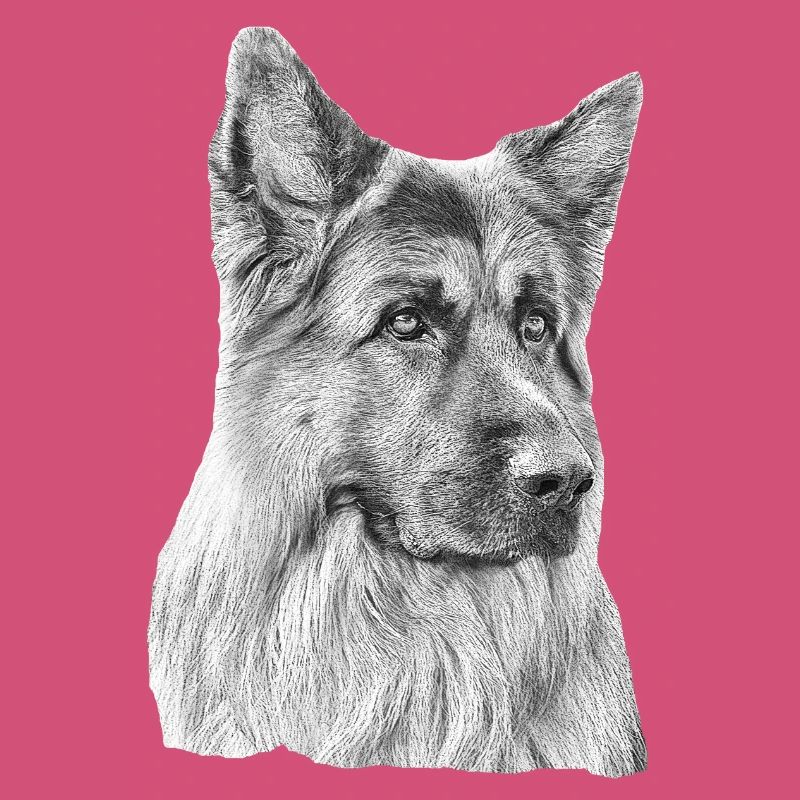 Old German Shepherd German Shepherd