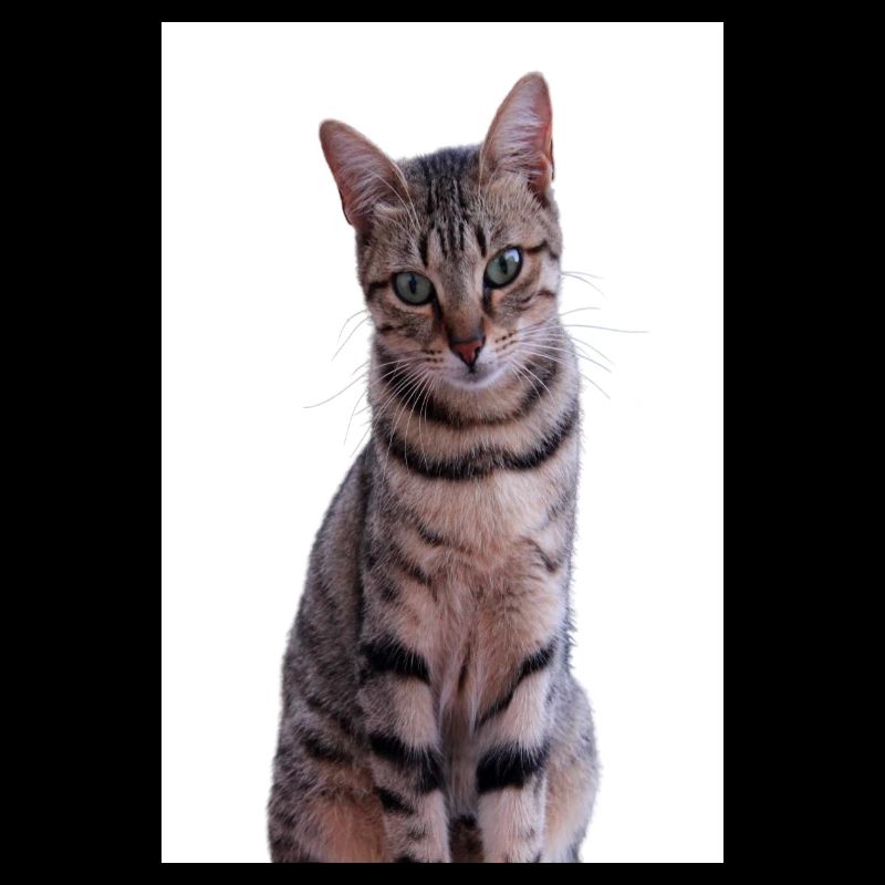 Katze Katzen Kätzchen Tigerkatze