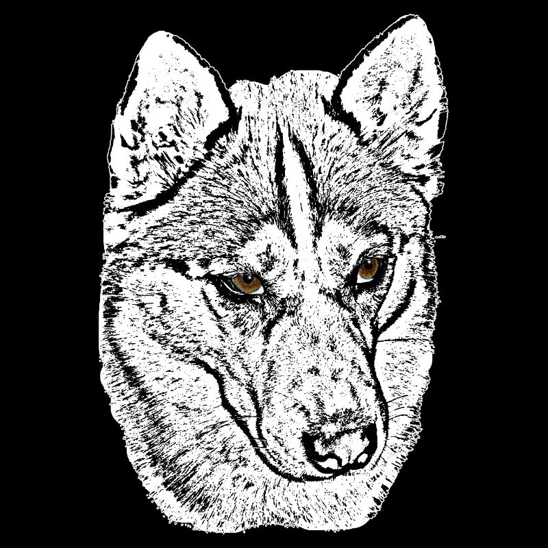 Husky tête de loup dessinant des yeux marron