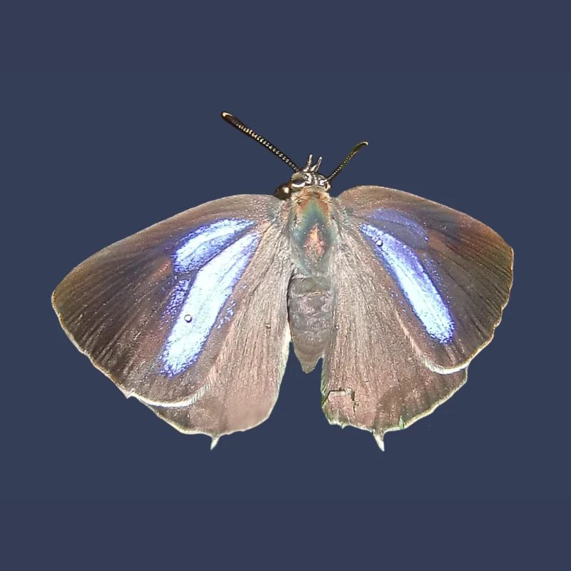 Blauer Eichen-Zipfelfalter
